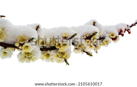 a branch of a blossoming apricot in the snow on a white background
