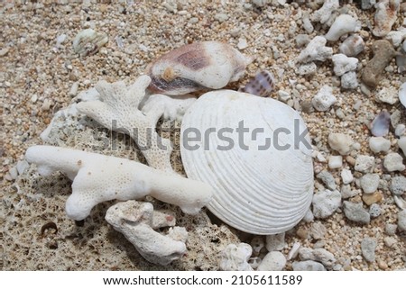 This picture has a macro theme and as the object there are shells and coral fragments