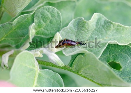 European earwig (Forficula auricularia) eating the young leaves on an eggplant.