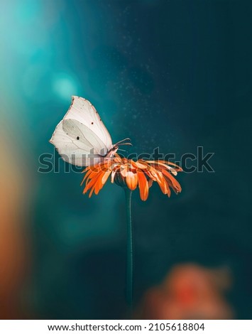 Macro of a white butterfly in a single orange calendula flower. Magical floating dust in the air. Dreamy scenery with teal background, sunshine, light and blurred out-of-focus flowers in foreground Royalty-Free Stock Photo #2105618804