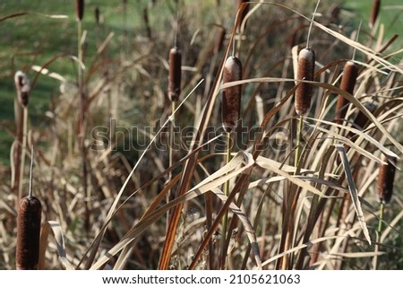 Cattails in the fall in a meadow in Manitoba, Canada
