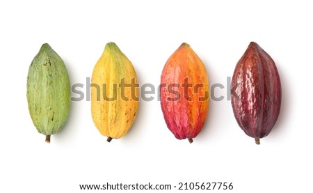 Different varieties of cocoa pods isolated on white background. Clipping path. Royalty-Free Stock Photo #2105627756