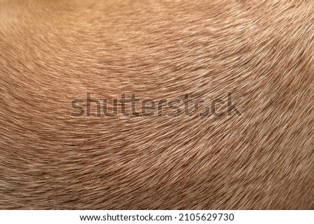 Texture of light brown dog's fur. Macro photography