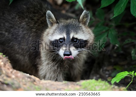 Raccoon in the forest in the natural environment