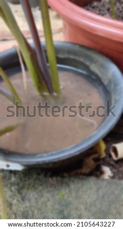 blurred background of plants in waterlogged pots Royalty-Free Stock Photo #2105643227