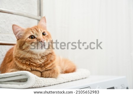 Cute ginger tabby cat laying on top of washing machine in bathroom closeup Royalty-Free Stock Photo #2105652983