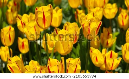 Yellow tulip blossom in spring, large format
