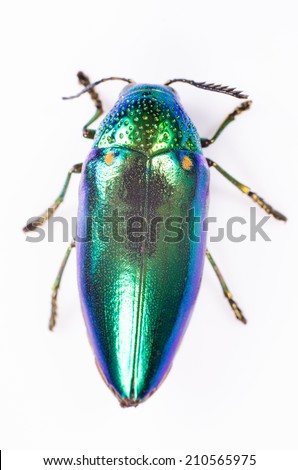 Beautiful Jewel Beetle or Metallic Wood-boring (Buprestid) top view isolated on white background.