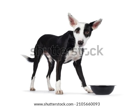 Handsome black with white Podenco mix dog, standing side ways beside food bowl. Looking towards camera with cute head tilt. Isolated on a white background.