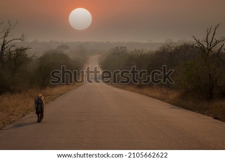 a spotted hyena walks alone in the African savannah at sunset