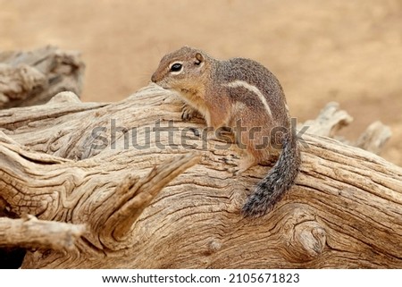 Harris' Antelope Squirrel on old wood in Arizona