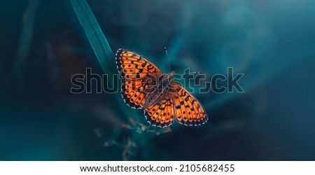 Macro or an orange butterfly on teal and green colored grass. Shallow depth of field, dreamy and magical scenery, light shining from the corner. Wide horizontal photo