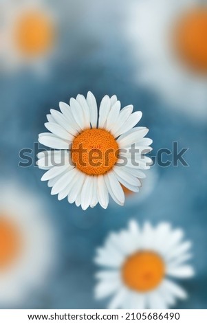 Macro of a single white daisy flower photographed from above. Light blue background. Shallow depth of field with out of focus flowers in the foreground and back Royalty-Free Stock Photo #2105686490