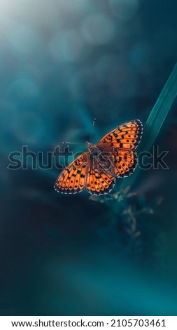 Macro or an orange butterfly on teal and green colored grass. Shallow depth of field, dreamy and magical scenery, light shining from the corner. Tall vertical wallpaper photo Royalty-Free Stock Photo #2105703461