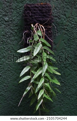 The hooded orchid plant hanging on green textured wall
