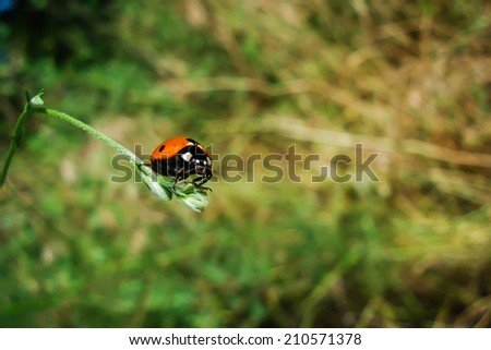 beetle on a reed