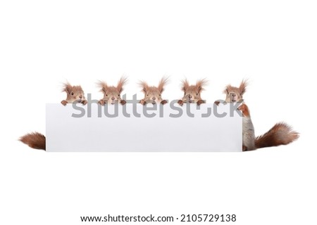 five squirrels with a border for an inscription isolated on a white background