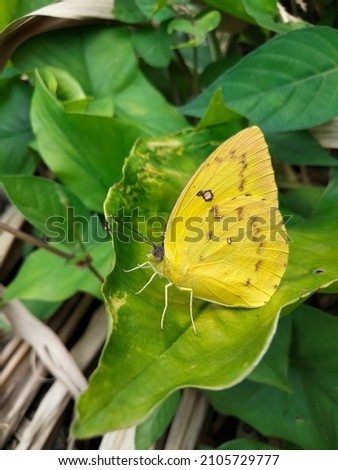 A glowing yellow butterfly resting on a leaf