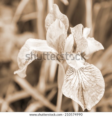 Iris flower after rain. Sepia