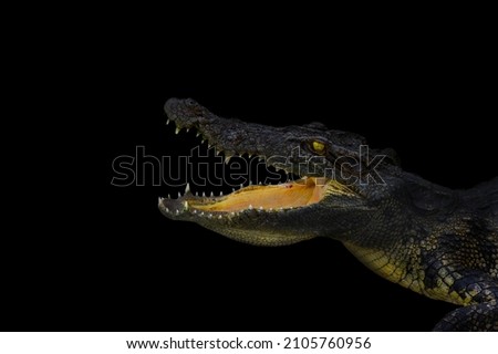 crocodile portrait on black colour background. Wildlife and animal photo