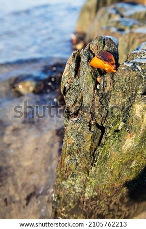 a piece of amber got stuck in the tree of an old breakwater.