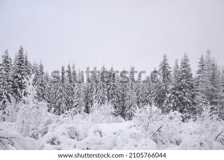 snow-covered winter forest, wildlife, white background 