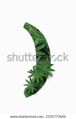 Punctuation marks are the right parenthesis isolated on a white background. Stylized as a collage of a photo of a lupin flower leaf. Concept: graphic design decorated with decorative font. Royalty-Free Stock Photo #2105773646