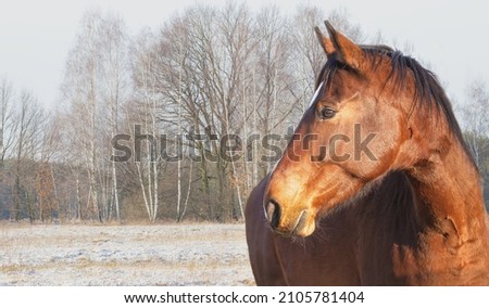 Close up portrait of a horse against the backdrop of winter trees. Banner, background with copy space