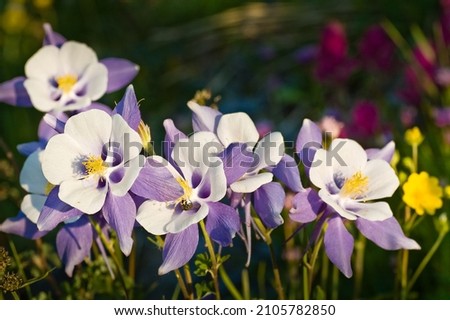 Colorado State Flower, the Columbine, in the Summer Royalty-Free Stock Photo #2105782850