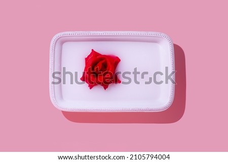 Red rose immersed in white milk against pastel pink background. Romantic flat lay st valentine's minimal concept