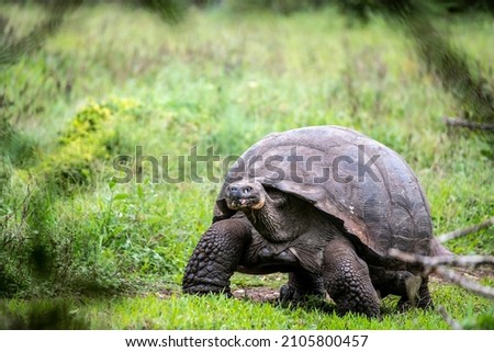 ancient giant tortoises in the rainforest in natural conditions on the uninhabited Galapagos Islands 