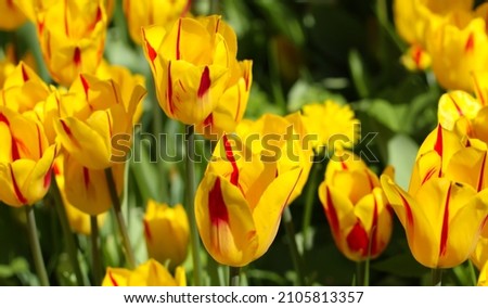 Yellow tulips with beautiful bouquet background, large format