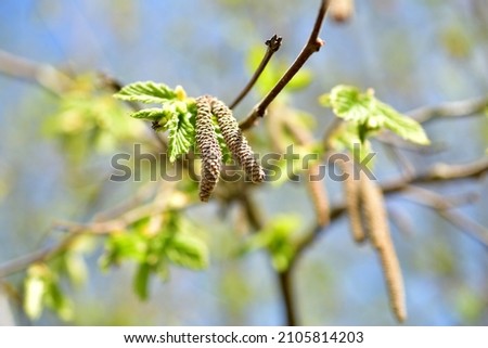 The picture shows a branch of a walnut tree with blossoming green leaves and eye-like earrings.