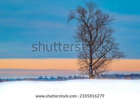 Alone frozen tree in snowy field against the background of a winter sunset or sunrise, colored sky. Cold landscape, desktop picture, copy space.

