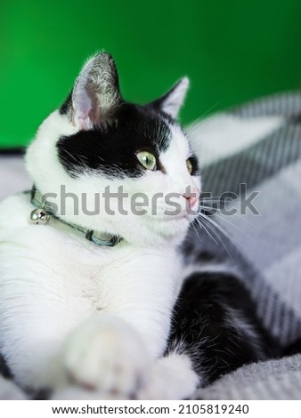cute black and white cat sits on a plaid looks to the side. photo for calendars, for background cover, article about cats, for pictures.