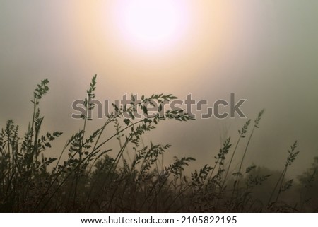 Meadow grasses drooped under the weight of the dew. A foggy summer morning. Sunlight enters, solar disk, the picture in the contour