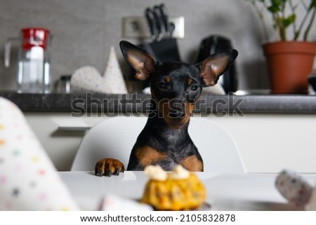 Cut dog miniature pinscher sitting by the table and eating homemade cake. Concept of celebrating pet’s birthday party