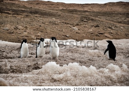 These penguins were photographed in Antarctica