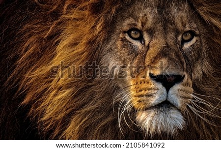 Close-up Photo of Lion's Head . Amazing creation of God