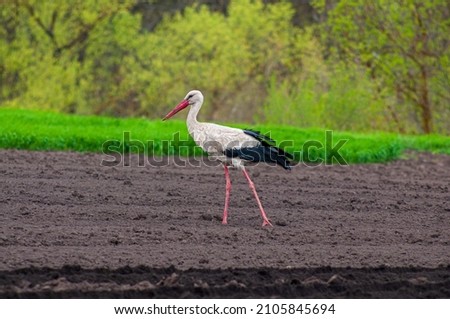 An adult European white stork walks through a plowed field in search of food