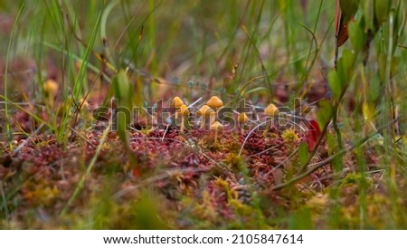 Red lichen and yellow mushrooms. Fungus ecosystem. Soft focus with blur background. Lichens colony