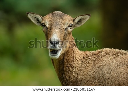 European mouflon (Ovis aries musimon), with beautiful green coloured background. Amazing mammal with brown hair near the forest. Autumn wildlife scene from nature, Czech Republic Royalty-Free Stock Photo #2105851169