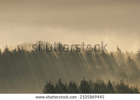 Beautiful forest with fog and sun rays during golden hour