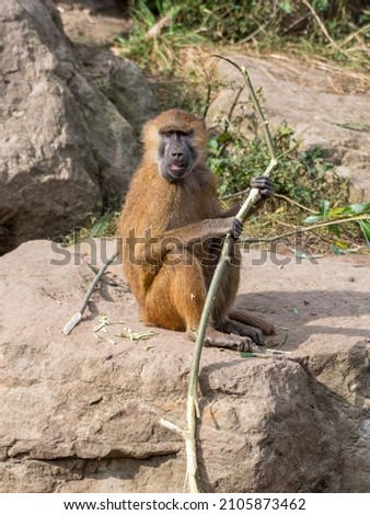 Young Baboon Playing with a Stick