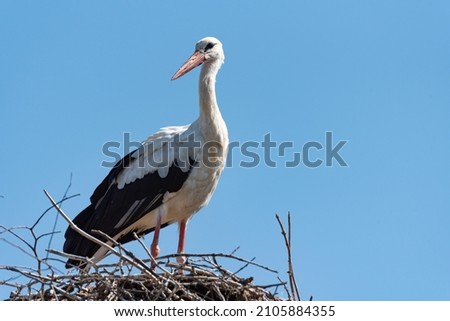 A stork in a nest on an electric pole against a blue sky. The arrival of storks or the first signs of spring in Europe. Royalty-Free Stock Photo #2105884355