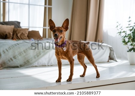 A miniature brown pinscher on background of bed and the window stands looking. Emotions of dogs. Thoroughbred pet. High quality photo. Royalty-Free Stock Photo #2105889377