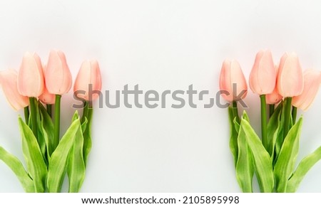 tulip flowers on white background  