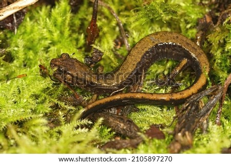 Closeup on an juvenile green colored Dunn's salamander, Pletohdon dunni, hiding in moss in Oregon