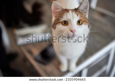 A selective focus shot of a cute Anatolian cat in a cattery.