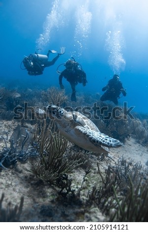 turtle swimming between corals. I with unrecognizable divers in the background